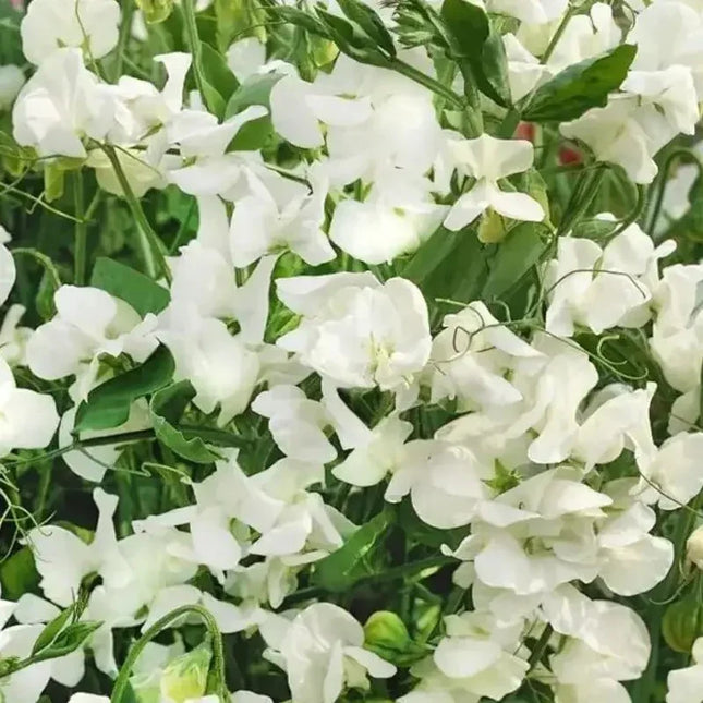50 Royal White-Type Sweet Pea Seeds – visual reference 3; seed-grown results may vary. Seed World