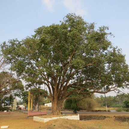 50 Sacred Fig Seeds - Seed World