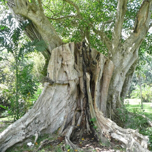 50 Sacred Fig Seeds - Seed World