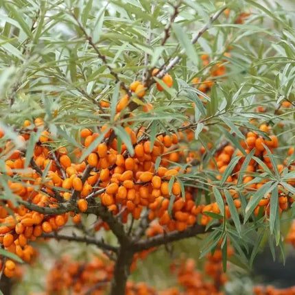 50 Seaberry - Sea Buckthorn Seeds - Seed World