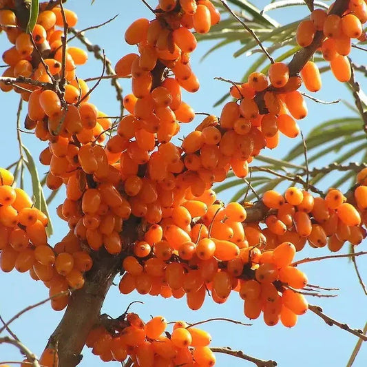50 Seaberry - Sea Buckthorn Seeds - Seed World
