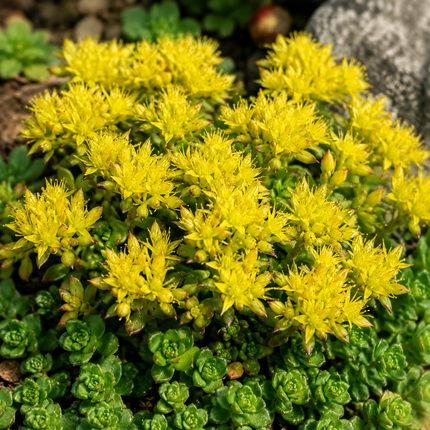 50 sedum oreganum seeds