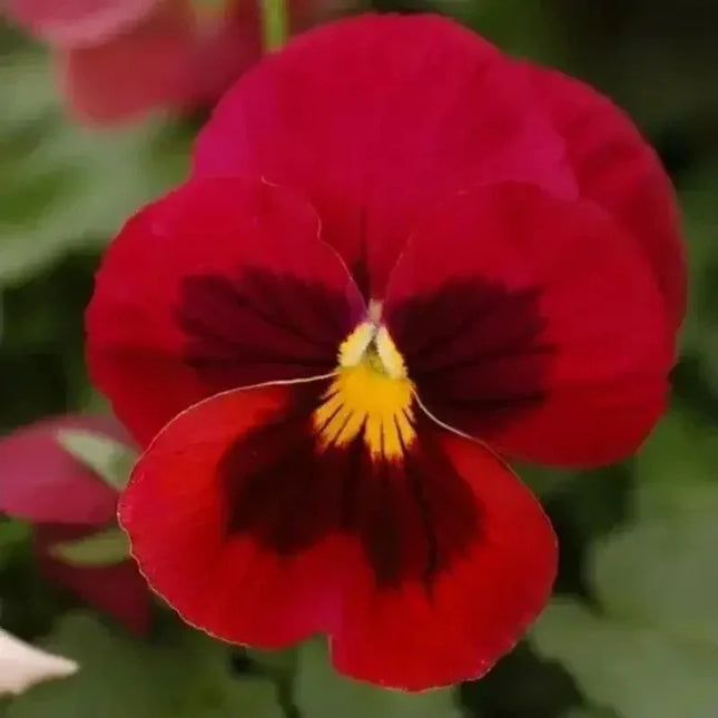 50 Viola Arkwright Ruby Seeds - Seed World