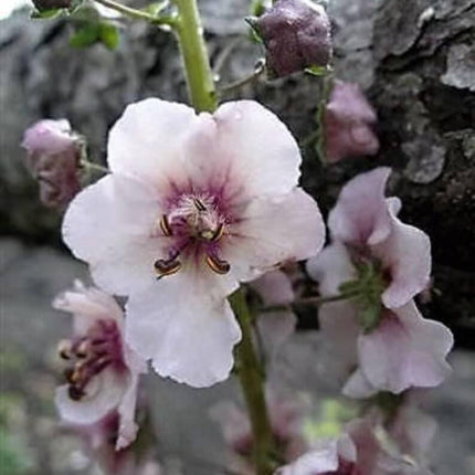 50 Wedding Candles Verbascum Seeds - Seed World