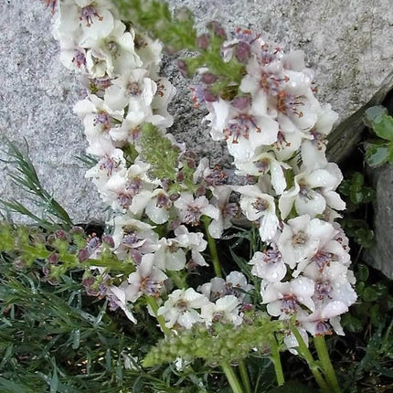 50 Wedding Candles Verbascum Seeds - Seed World