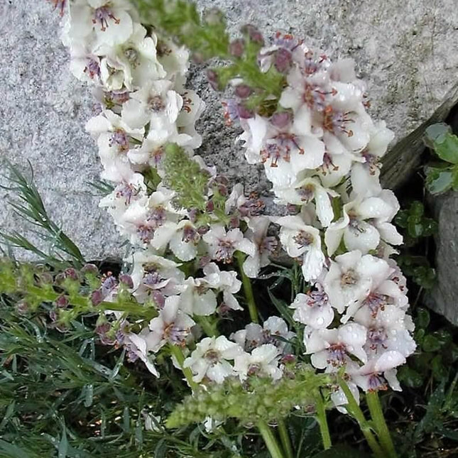 50 Wedding Candles Verbascum Seeds - Seed World