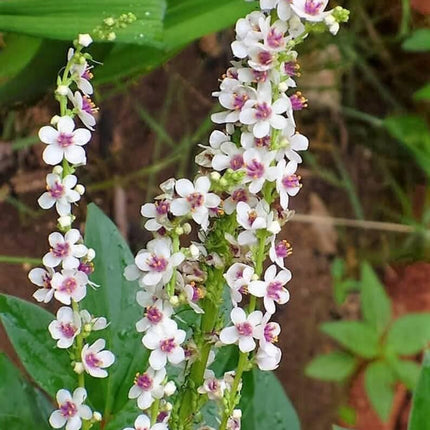 50 Wedding Candles Verbascum Seeds - Seed World