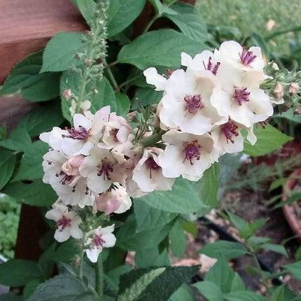 50 Wedding Candles Verbascum Seeds - Seed World
