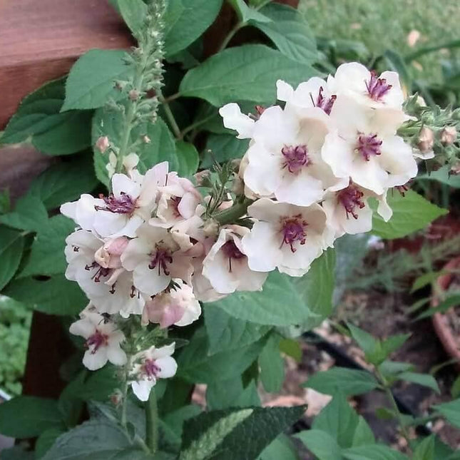50 Wedding Candles Verbascum Seeds - Seed World