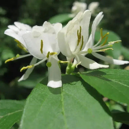 50 Winter Honeysuckle Seeds - Seed World
