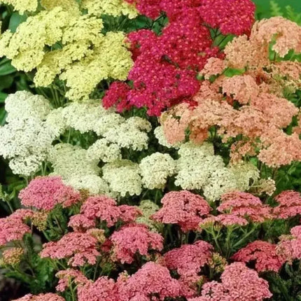 50 Yarrow Seeds - Colorado Mix - Seed World