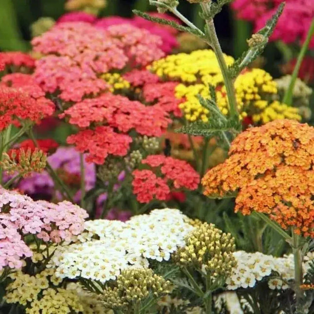 50 Yarrow Seeds - Colorado Mix - Seed World