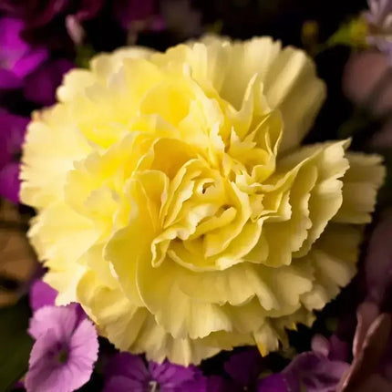 50 Yellow Grenadin Carnation Seeds - Seed World