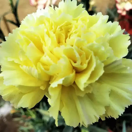 50 Yellow Grenadin Carnation Seeds - Seed World