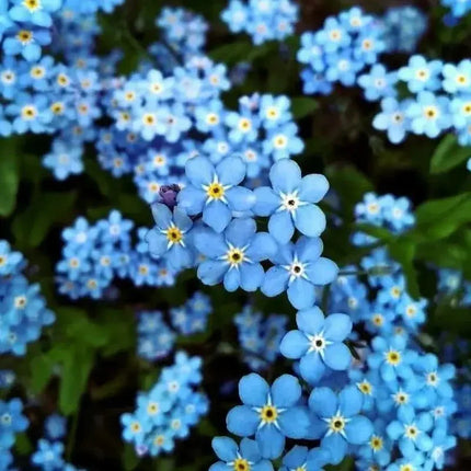 500 Blue Forget Me Not Flower Seeds - Seed World