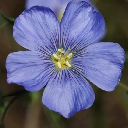 500 Blue Linum Flax Seeds - Seed World