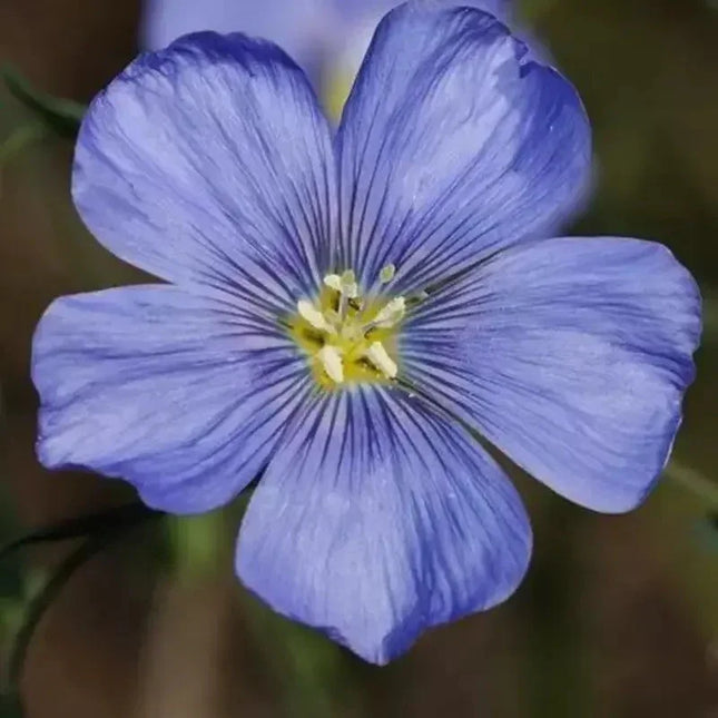 500 Blue Linum Flax Seeds - Seed World