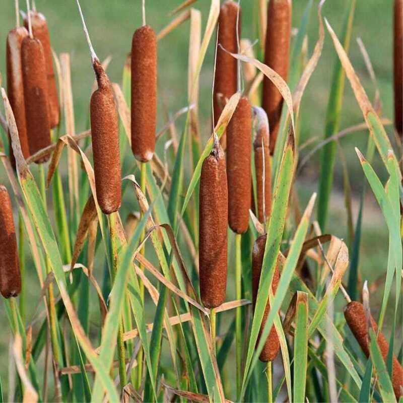 500 Common Cattail Seeds - Seed World