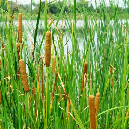 500 Common Cattail Seeds - Seed World