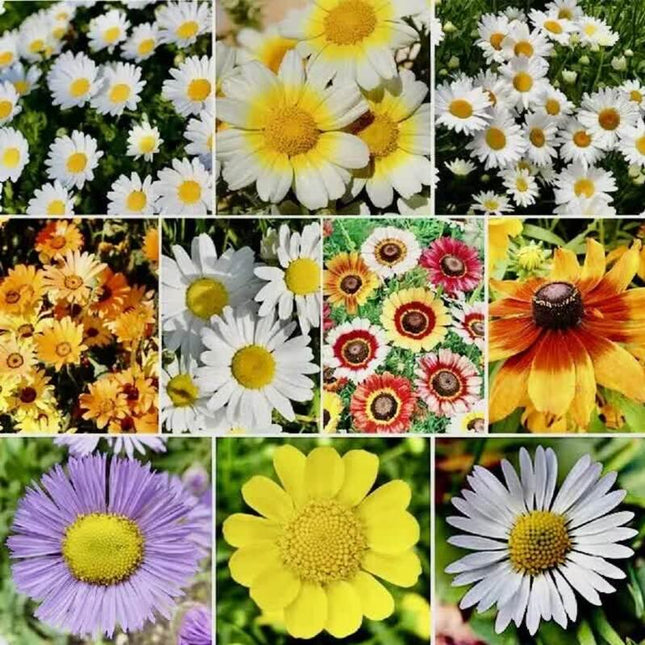 500 Daisy Crazy Seeds - Mix - Seed World