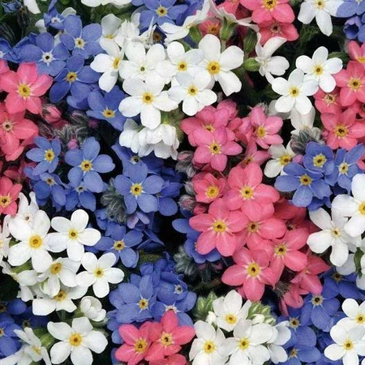 500 Forget Me Not Mix Seeds - Seed World