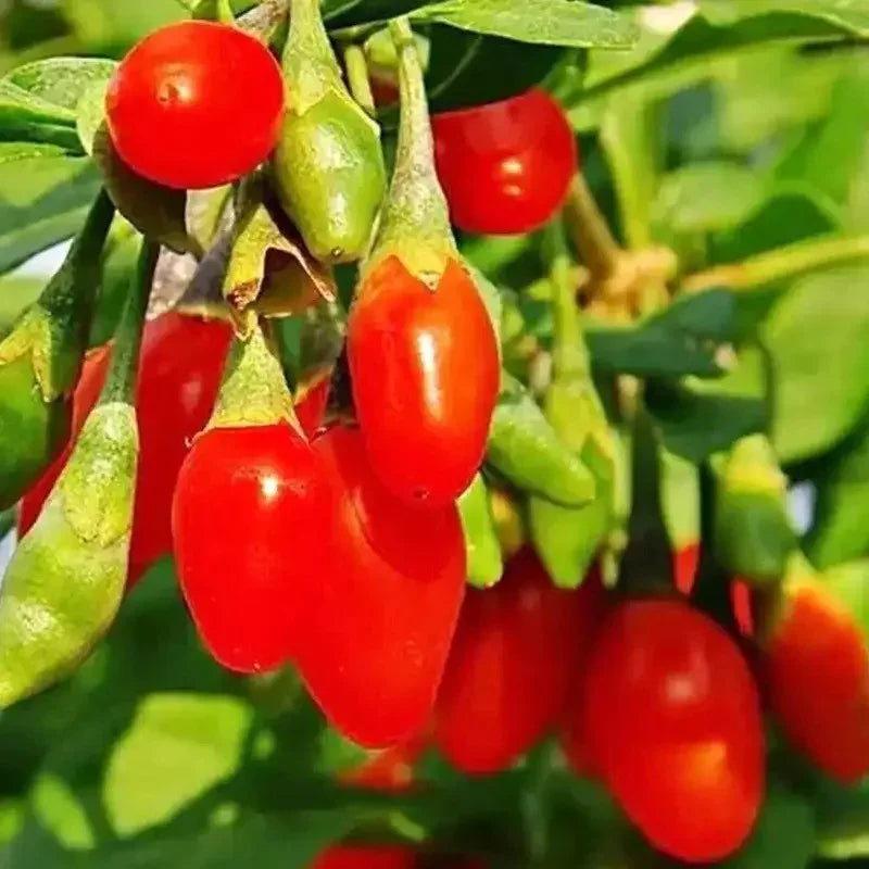 500 Goji Berry Seeds - Seed World