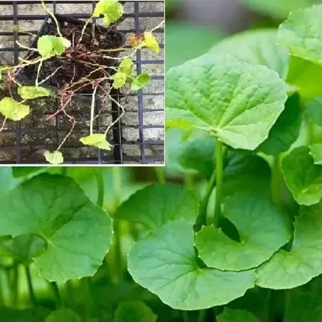 500 Gotu Kola Seeds (Centella asiatica) – Pennywort | Rau Má - Seed World
