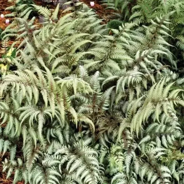 500 Japanese Painted Fern Spores Seeds - Seed World