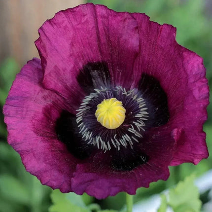 500 Lauren’s Grape Poppy Seeds - Seed World