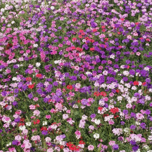 500 Moss Verbena Groundcover Seeds - Mix - Seed World