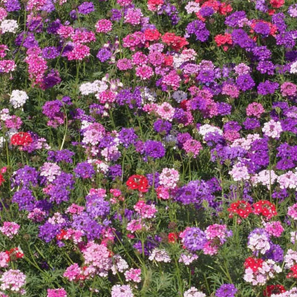 500 Moss Verbena Groundcover Seeds - Mix - Seed World