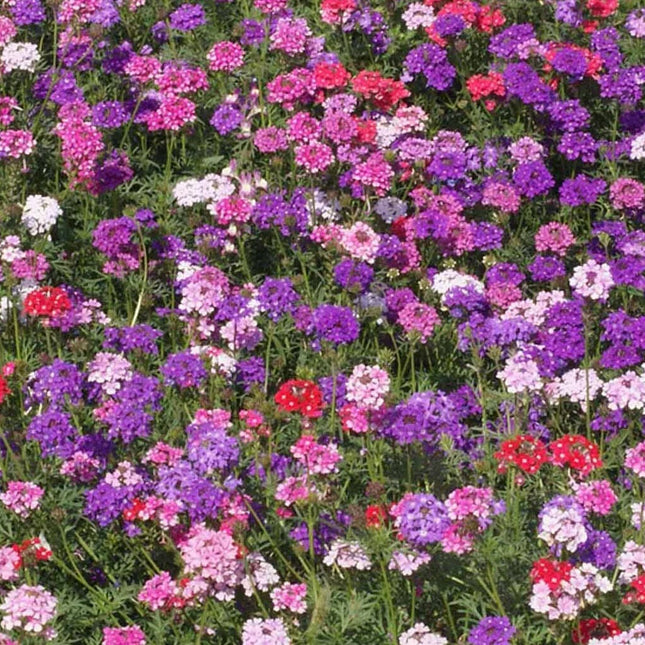 500 Moss Verbena Groundcover Seeds - Mix - Seed World