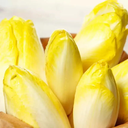 500 Organic Belgian Endive Seeds - Seed World