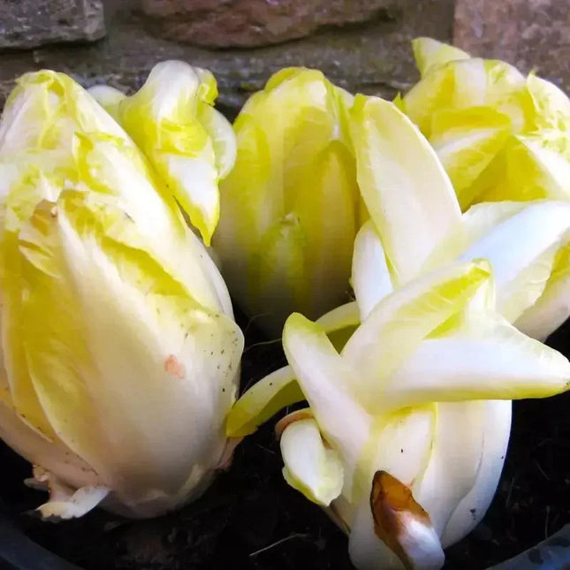 500 Organic Belgian Endive Seeds - Seed World