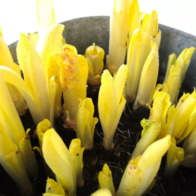 500 Organic Belgian Endive Seeds - Seed World