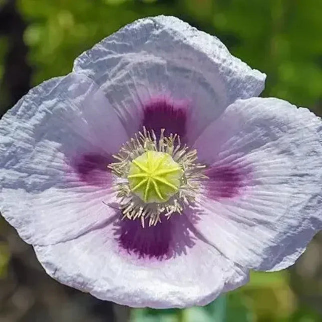 500 Papaver Setigerum Seeds - Seed World