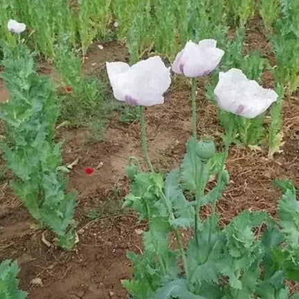 500 Papaver Setigerum Seeds - Seed World