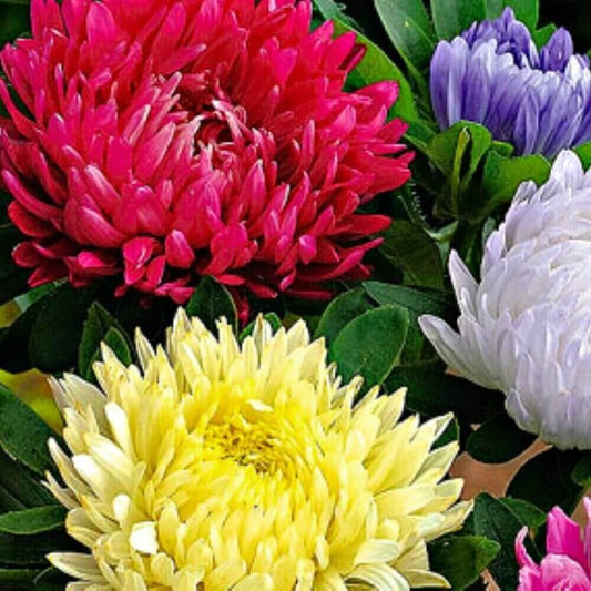 500 Powder Puff Aster Seeds - Mix - Seed World
