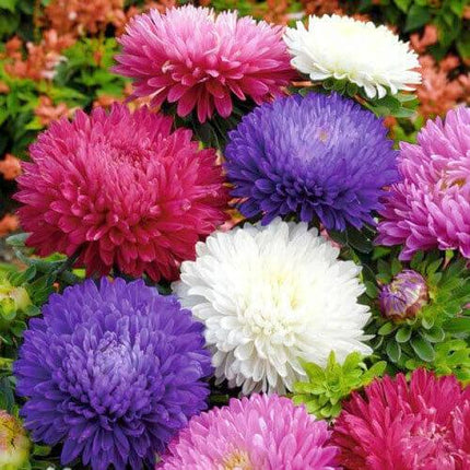 500 Powder Puff Aster Seeds - Mix - Seed World