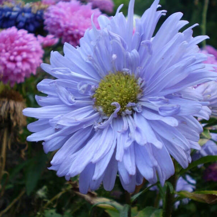 500 Powder Puff Aster Seeds - Mix - Seed World