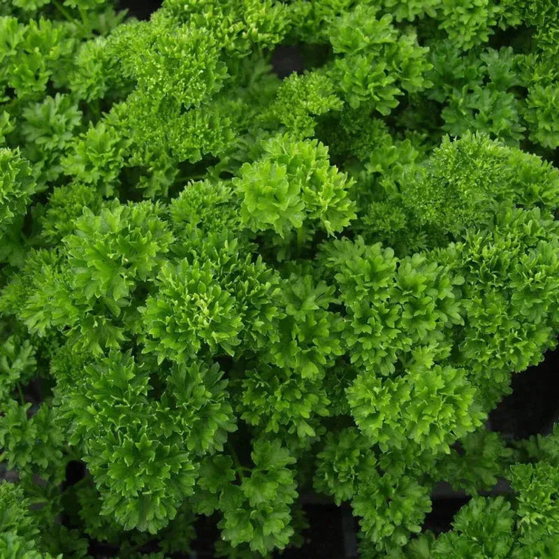 500 Triple Moss Curled Parsley Seeds - Seed World