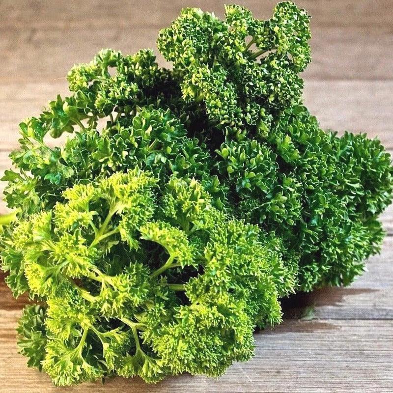 500 Triple Moss Curled Parsley Seeds - Seed World