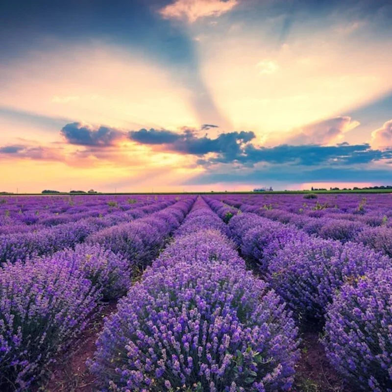 500 True English Lavender Seeds – Lavandula angustifolia - Seed World