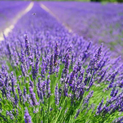 500 True English Lavender Seeds – Lavandula angustifolia - Seed World