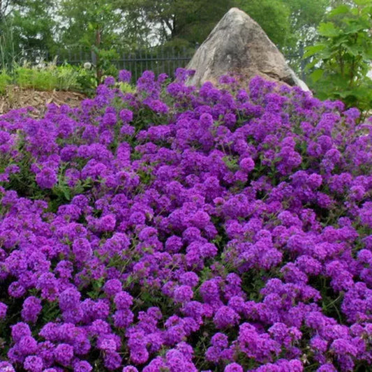 500 Violet Moss Verbena Seeds - Seed World
