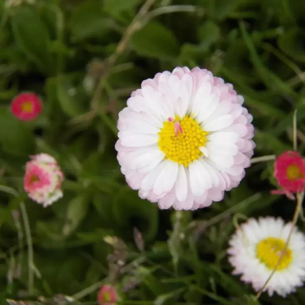 500 White English Daisy - Bellis Perennis Seeds - Seed World