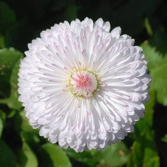 500 White English Daisy - Bellis Perennis Seeds - Seed World