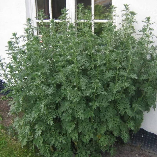 500 Wormwood Absinthe Seeds - Seed World