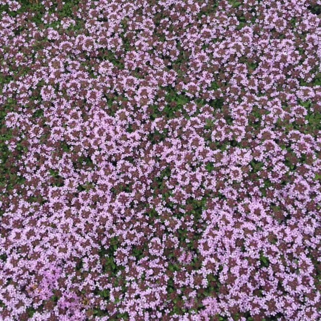 5000 Creeping Elfin Thyme Seeds - Seed World
