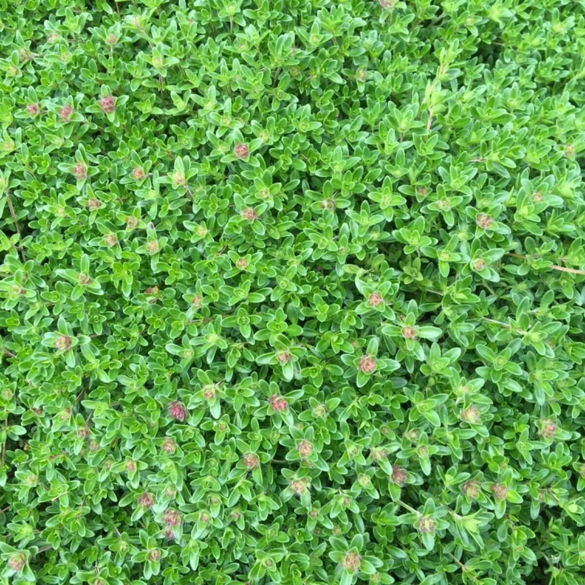 5000 Creeping Elfin Thyme Seeds - Seed World